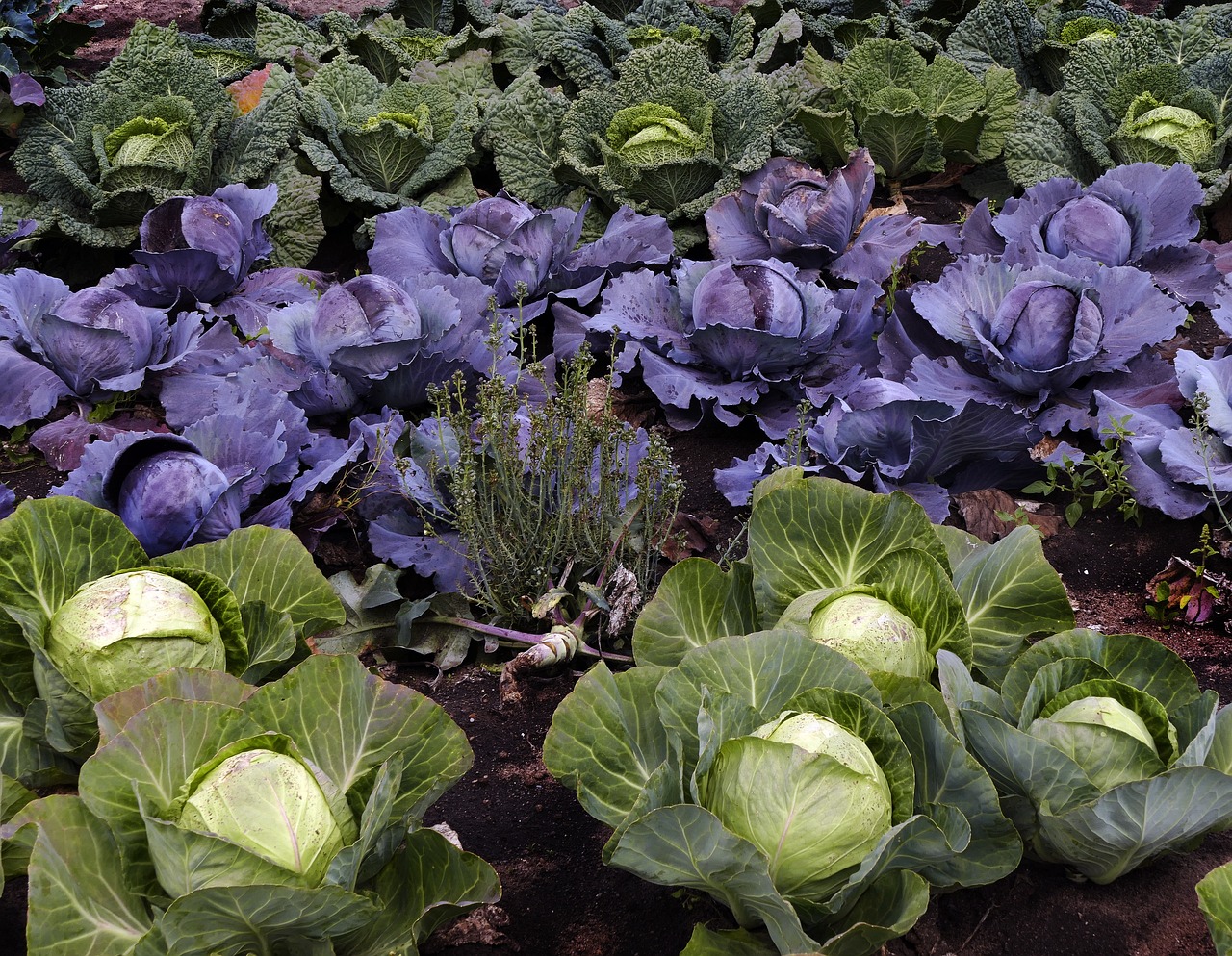 Best Tips for Growing Cauliflower in Your Garden